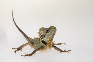 Boyds Forest Dragon (Lophosaurus boydii) on a white background.	