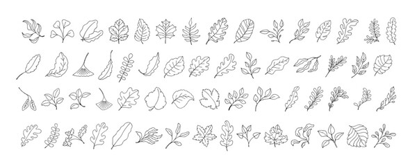 Naklejka premium Leaves vector sketch set. Hand drawn decorative elements