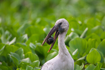 Asian openbill bird eat snail in the nature