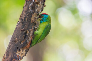 Close-up Of Blue-throated Barbet Perching On Branch