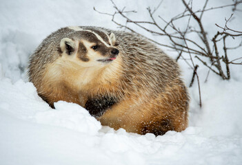 Badger in Winter