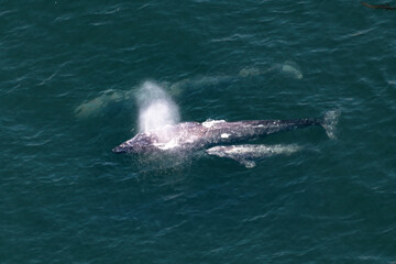 Fototapeta premium Grouping of Gray WhalesPod of (Eschrichtius robustus) travel south to warmer climes during the winter season. Returning from a record feeding extravagance, the small family travels to a warm winter