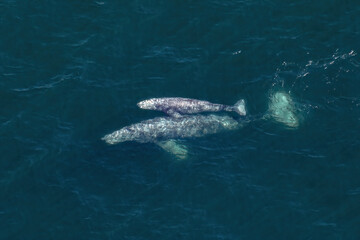 Parent and Offspring

A pair of Gray Whales (Eschrichtius robustus), a Cow and Calf, skim just...