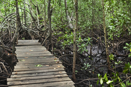 Forest Walk, Mangrove Swamp, Zanzibar, Tanzania