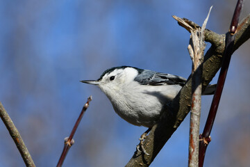 Close up of a White-breasted Nuthatch bird perched on a tree in the forest
