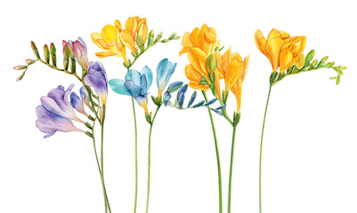 Watercolor freesia flowers clipart. Freesia PNG, Transparent background, Spring flower, Watercolor freesia flower clip art, freesia flowers, freesia blooming, spring blossom, hand paint