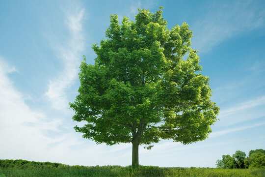 Lone Tree in Field