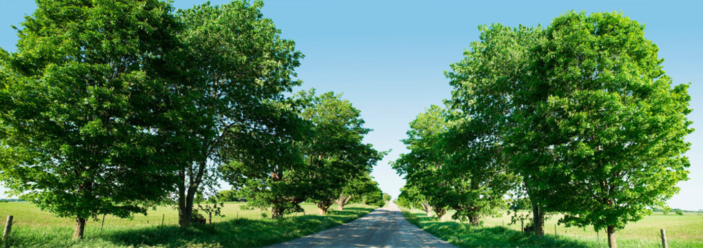 Tree-lined Country Road