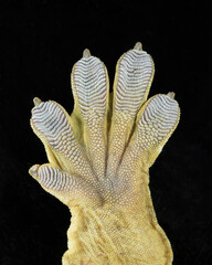 Front hand of a rhacodactylus leachianus or the New Caledonia Giant Gecko
