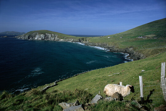 Landscape and Shoreline with Sheep near Fence, Dingle Peninsula, Ireland