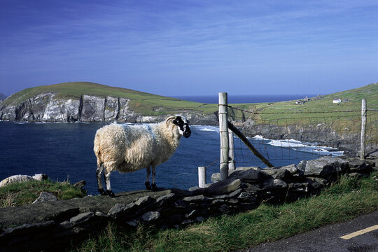 Sheep near Fence by Shore, Dingle Peninsula, Ireland