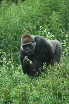 Portrait of Gorillas