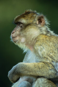 Portrait of Barbary Ape