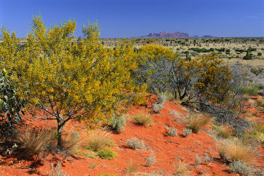 The Olgas, Northern Territory, Australia