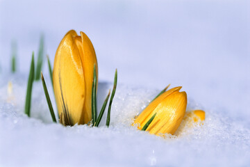 Snow Covered Crocus