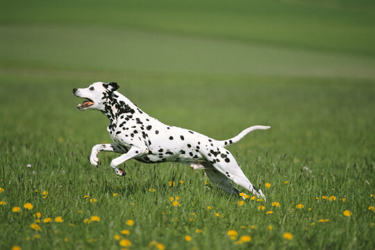 Portrait of Dalmatian