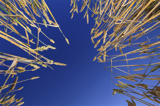 Wheat