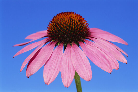 Fototapeta Echinacea Flower