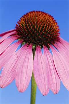 Coneflower