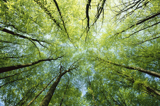Beech Trees, Bavaria, Germany