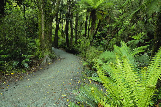 Path in Forest, Catlins, South Island, New Zealand