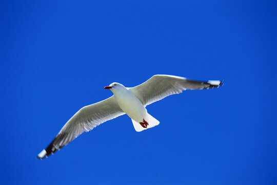 Red-Billed Gull