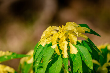 Yellow Flower Amaranthus Tricolor Aurora in the Park