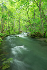 Obraz premium 奥入瀬渓流