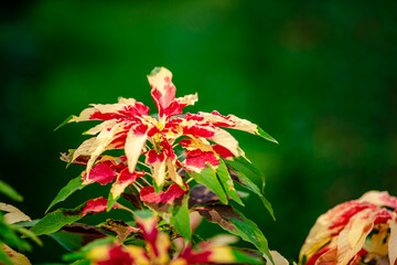 Amaranthus Tricolor Fountain Plant or Christmas tree in the Park