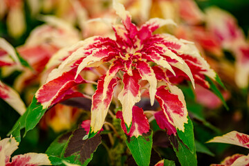 Amaranthus Tricolor Fountain Plant or Christmas tree in the Park