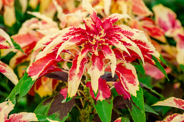 Amaranthus Tricolor Fountain Plant or Christmas tree in the Park