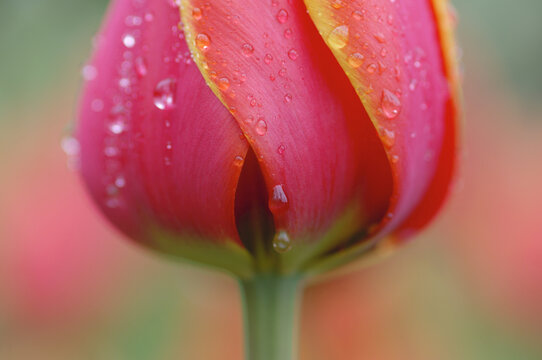 Close-Up of Tulip