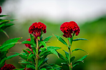 Cockcomb Red Flower in the Park
