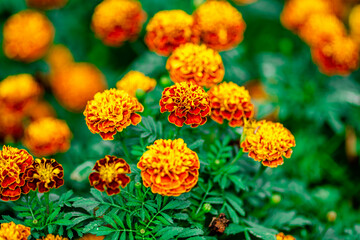 Yellow Marigold Flowers in the Park