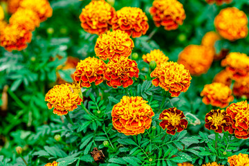 Yellow Marigold Flowers in the Park