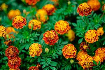 Yellow Marigold Flowers in the Park