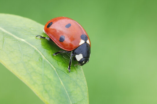 Close-Up of Ladybug