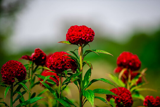 Cockcomb Red Flower in the Park