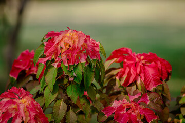 Amaranthus Tricolor Fountain Plant or Christmas tree in the Park