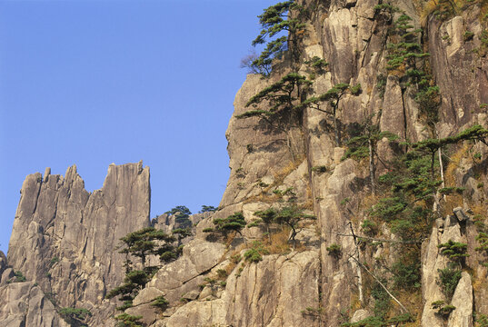 Huangshan Pine Growing Out Of Rock, Mount Huangshan, Anhui Province, China