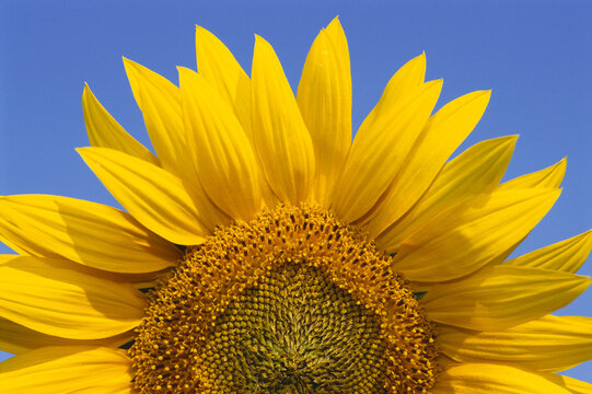 Close-Up of Sunflower