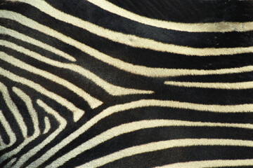 Close Up of Grevy's Zebra Stripes