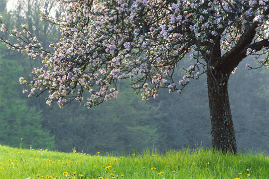 Blossoming Apple Trees, Baden-Wurttemberg, Germany