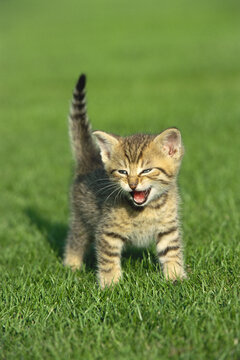 Portrait of Kitten