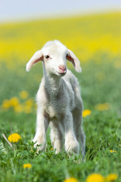 Portrait of Lamb