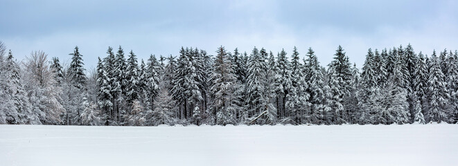 Snow covered pine trees in Wisconsin