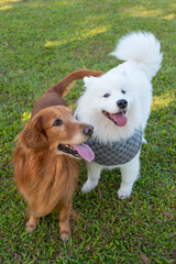 Golden Retriever and Samoyed playing on grass