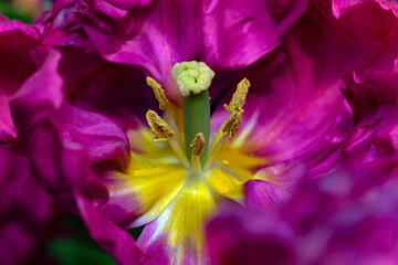 close up of a tulip
