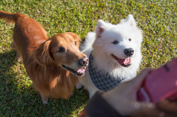 Golden Retriever and Samoyed sitting on the grass
