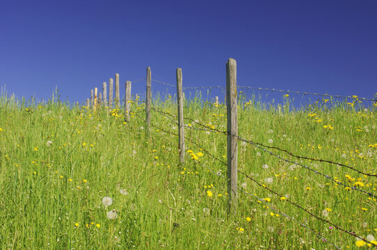 Meadow with Fence in Spring, Allgau, Bavaria, Germany
